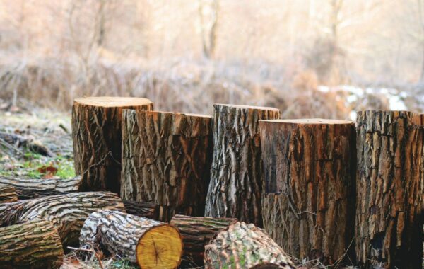 Chopped wooden logs lined up in a row